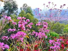 -仙岳公园
