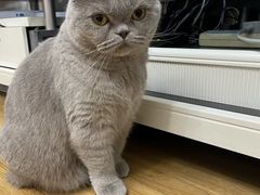 -宠福鑫康馨动物医院·骨科·眼科