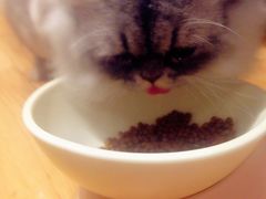 -藦茜花园宠物主题亲子互动体验馆(国顺东路店)