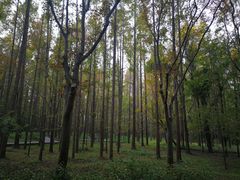 -上海滨江森林公园