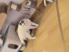 -猫咪派对(江南西店)