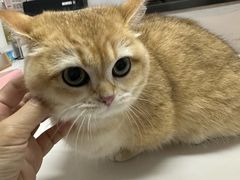 -御宝贝·A梦猫科宠物医院(国际猫友好医院)