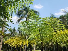 -中国科学院西双版纳热带植物园