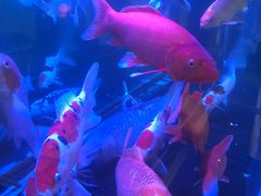 -悦融琥珀·京鲁菜·海味珍品(西单店)