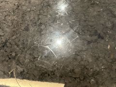 -海天楼(天津泛太平洋店)
