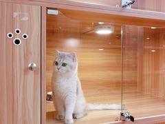 -猫十亿·布偶金渐层·曼基康矮脚猫舍(青年路店)