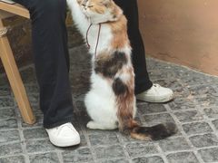 -猫岛主趣味餐厅(鼓浪屿店)