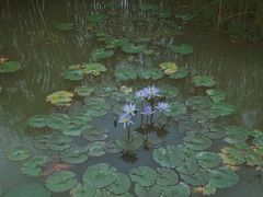 -中国科学院西双版纳热带植物园