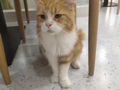 -喵园·猫主题咖啡厅·撸猫·猫咖(国贸店)