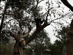 -都江堰中华大熊猫苑