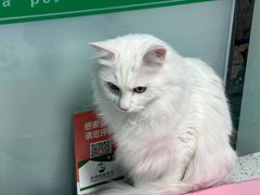 -半岛宠物医院24小时(科华中路店)