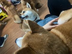 -柴犬高等学院·狗咖·柴犬售卖·宠物训练