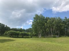 -乌兰布统景区-白桦林