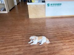 -瑞派紫金宠物医院24小时·骨科·中兽医·重症转诊中心(番禺大石院)