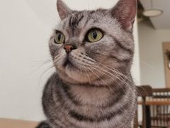 -有猫主题·治愈系猫咖(曾厝垵店)