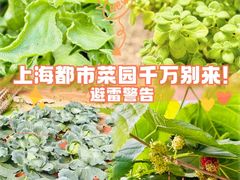 -上海都市菜园