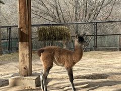 -青藏高原野生动物园