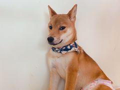 -柴犬小屋·柴餐厅·狗咖食堂(金鼎广场店)