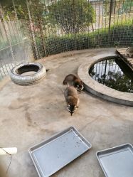 -萌宠亲子动物乐园(槐房万达店)