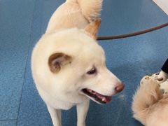 -宠颐生猫科·内科皮肤科(西平世纪城店)