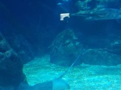 -暹罗海洋世界