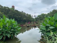 -深圳仙湖植物园-停车场