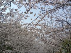 -高东镇樱花园
