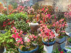 -双季花艺园艺市场(浦东店)