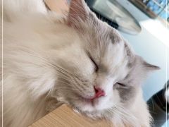 -瞄一喵猫咖(格力海岸店)