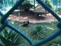 -广东茂名森林公园