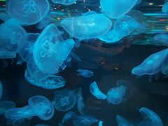 -石家庄海洋公园