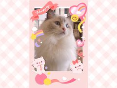 -瞄一喵猫咖(格力海岸店)