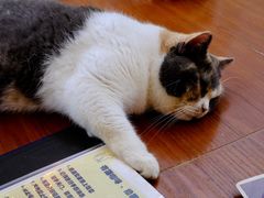 -有猫主题·治愈系猫咖(曾厝垵店)