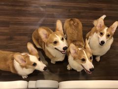 -柯斗斗主题餐厅·狗咖·围炉煮茶·茶饮(国瑞升平里店)