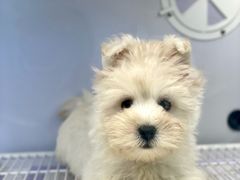 -翊宠yipet猫狗购宠庄园犬舍•猫舍