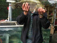 -八仔大富楼·河鲜(西江店)