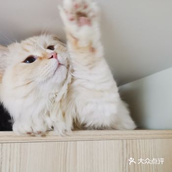 #在家撸猫故事集# 小白：“弟弟，你看” 小蓝：懒散