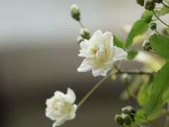 -苏州文庙(姑苏区)