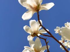 -上海花园饭店