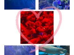 -太平洋海底世界