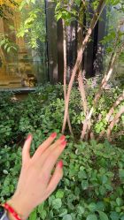 -H12 STAR日式美甲美睫专门店