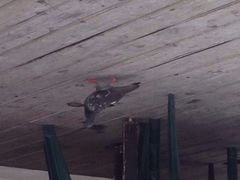 曼谷安娜塔拉河畔水疗度假村-阿瓦尼河滨曼谷酒店