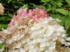 -百年石锅饭·朝鲜族传统民餐