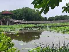 -荷塘月色湿地公园·向阳花洲