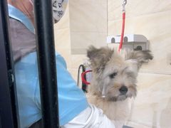 -安安宠医·安宠宠物医院