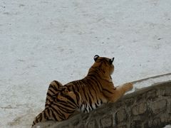 -横道河子东北虎林园