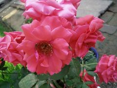 -甜心客(老汽车站店)