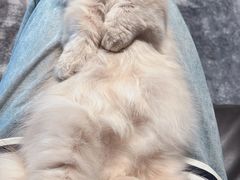 -momokira米努特·德文卷毛猫·棉花面纱犬