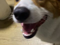 -宠福鑫康馨动物医院·骨科·眼科