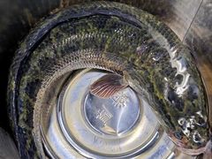 -胖子鱼·天水麻辣鱼火锅(秦州407店)